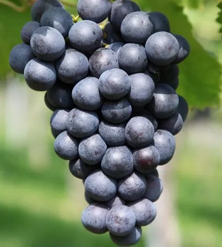 imgi_7_image-02-ok9thlk7f88j35jeicf161gqa3zxv2i1l1ldi2gemg